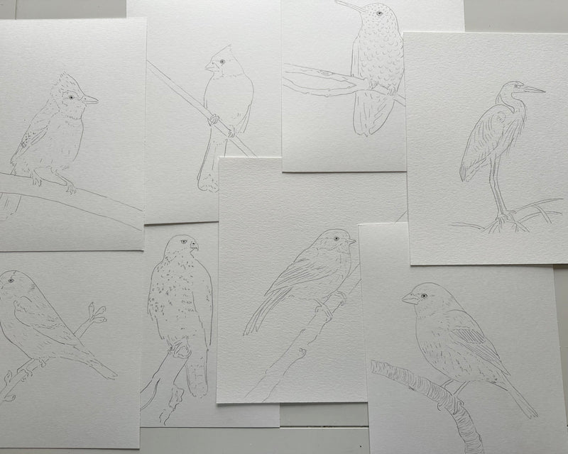 Set of bird drawings on white paper