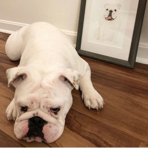 Personalized English Bulldog (White) Fine Art Prints